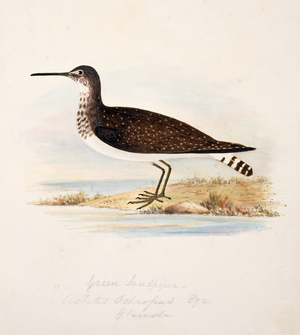 Tringa ochropus
