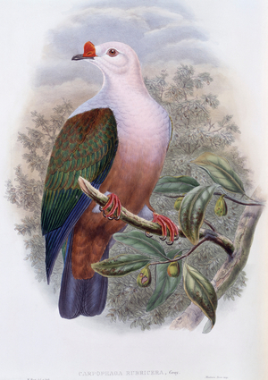 New-Ireland Fruit-pigeon (lithograph)