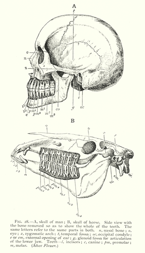 Skull of Man and Horse (litho)