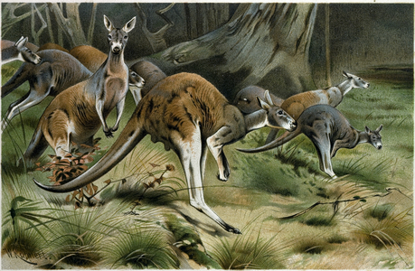 The Red Kangaroo