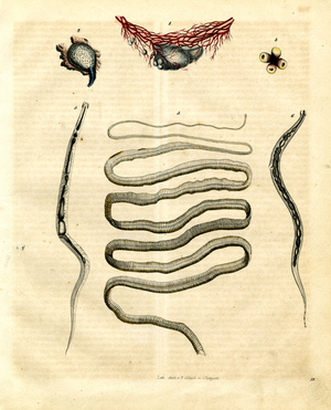Various Invertebrates and Parasites (hand-coloured litho)