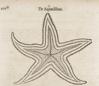 Starfish