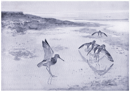 The wary Redshank (litho)
