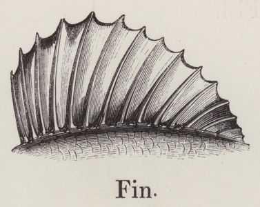 Fin (engraving)