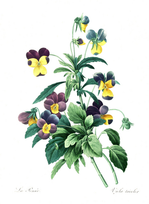 Heartsease (Viola tricolor), field violet, Mother of God's shoe, girl's eyes, fair face