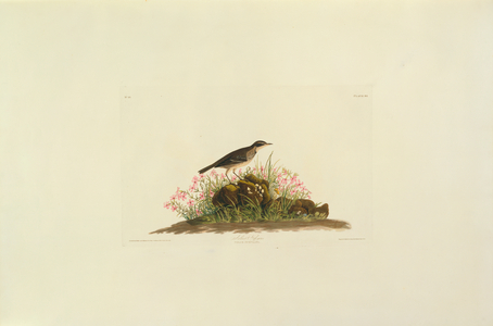 Anthus spinoletta, Water Pipit, Plate 80 from John James Audubon's Birds of America, original double elephant folio, 1827-30 (hand-coloured aquatint)