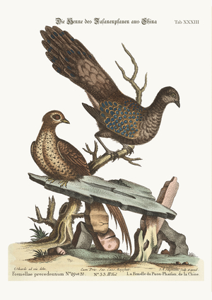 The Hen Peacock Pheasant from China, 1749-73 (coloured engraving)