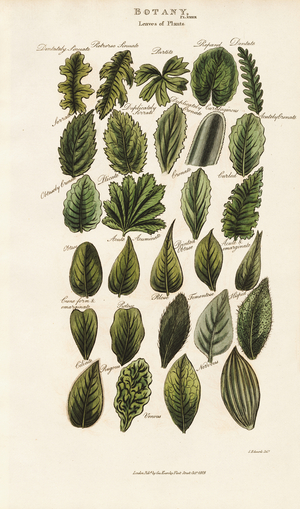Leaf Margins and Structures in Botanical Morphology, 1813 (engraving)