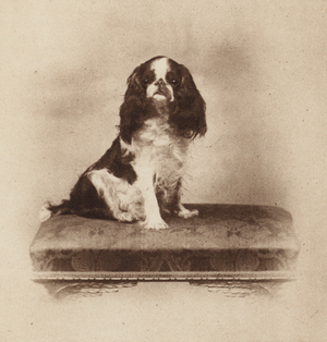 Dogs: The King Charles Spaniel (b/w photo)