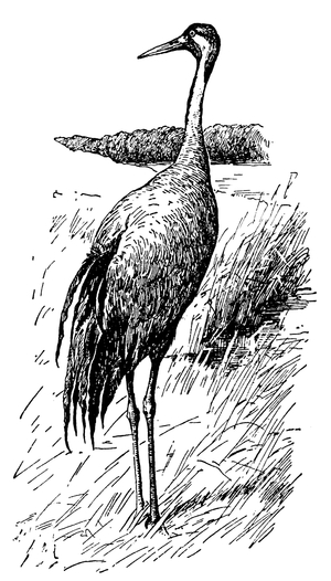 Crane