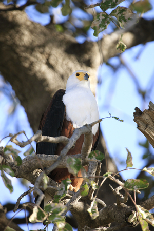 Single African Fish Eagle perched in tree, South Africa (photo)