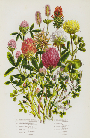 The Flowering Plants of Great Britain, c.1880 (litho)
