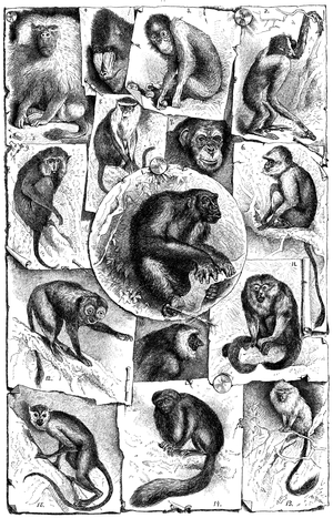 Collage: I. Old World monkeys. 1 Gorilla 2 Gibbon, 3 Orangutan, 4 Mandrill 5 Or hamadryas hamadryas baboon, 6 Hulman or Huneman, 7 Chimpanzee, 8 Sea Cat, 9 Macaque, 10 Kahau or Proboscis Monkey. II New World monkeys: 11 Howler Monkey, 12 Mirikina 13 Tamarins, 14 Judenaffe or Satansaffe 15 Squirrel Monkey