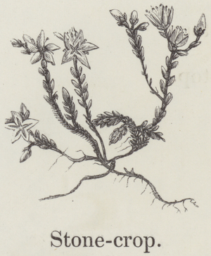 Stonecrop (engraving)