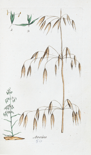 Oats, 1776 (watercolour print)