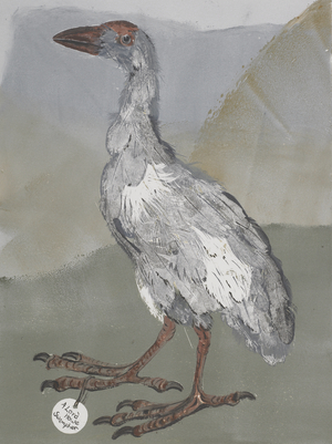 Swamphen, 2007 (mono print on paper)