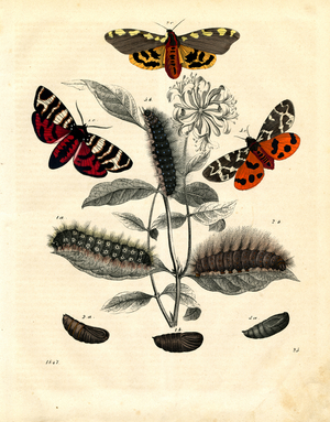 Moths and Their Developmental Stages (hand-coloured litho)