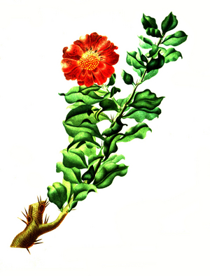 Pereskia zinniaeflora