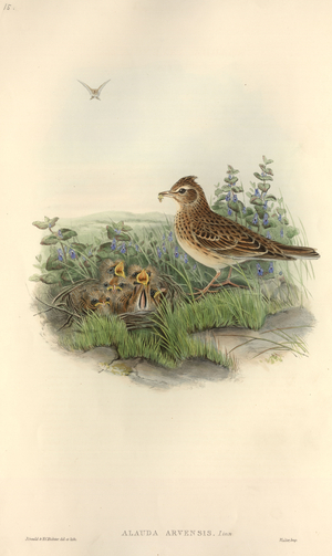 Alauda arvensis