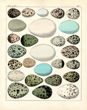 Various Bird Egg Shapes and Patterns (print)