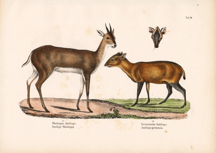 Salt's Dik-dik and Common Duiker, 1848 (lithography)