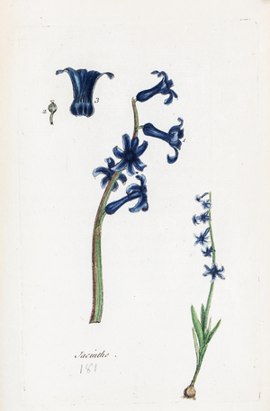 Hyacinth, 1776 (watercolour print)