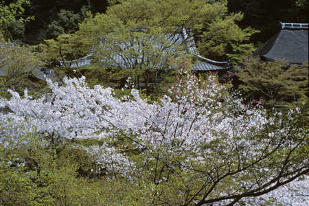 Cherry Viewing Festival, Japan (photo)