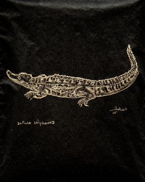 (80.15 W) American Crocodile, 2010 (carbon paper drawing)