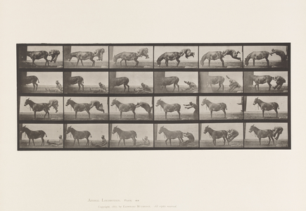 Plate 663. Mule; A, B, A Refractory Animal Denver, 1885 (collotype on paper)