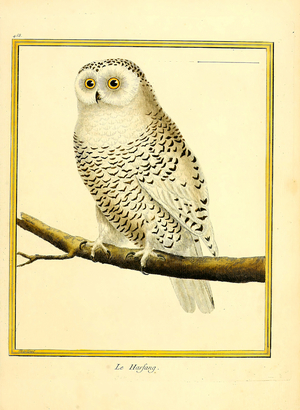 The Snowy Owl (print)