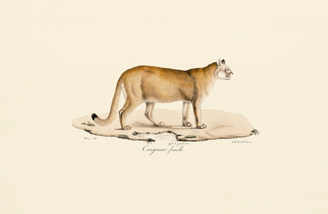 Puma, female, 1824 (hand-coloured litho)