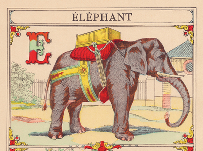 E: Elephant