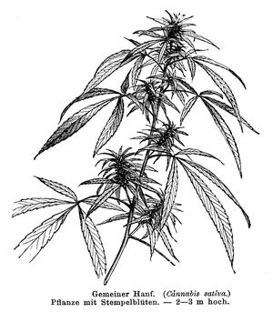Hemp plant with female flowers
