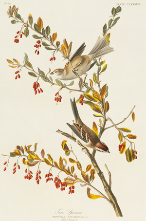 Spizella arborea, American tree sparrow, Plate 188 from John James Audubon's Birds of America, original double elephant folio, 1827-30 (hand-coloured aquatint)