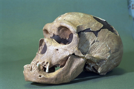 Neandertal Man (photo)