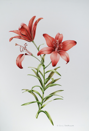 Red Lily II (w/c on paper)
