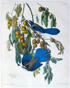 Two birds. Colour Illustration by Audubon; Florida Jay.
