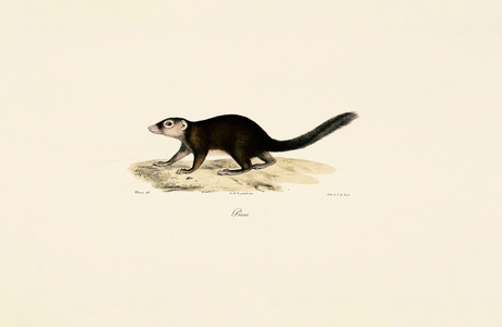 Ring-tailed Vontsira, 1824 (litho)