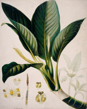 Dieffenbachia seguine