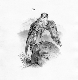 Immature Peregrine