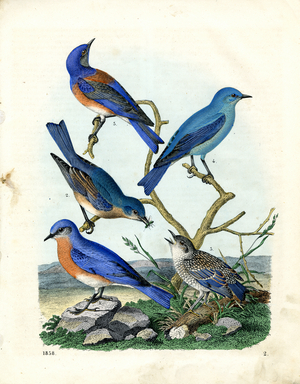 North American Thrushes and Warblers (hand-coloured litho)