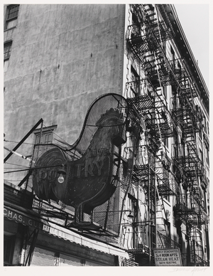 Rooster , neg. 1937, printed 1979 (gelatin silver print)