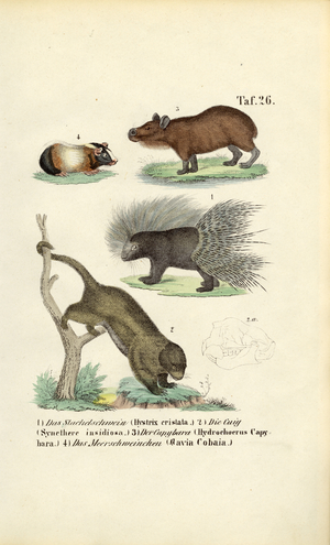 Exotic Rodents, 1850 (lithography)