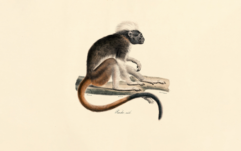 White-headed Red Colobus Monkey, 1824 (hand-coloured litho)