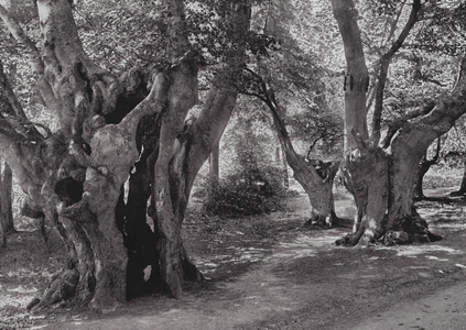 Burnham Beeches (b/w photo)