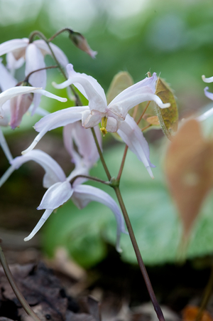Epimedium leptorrhizum, 2010 (photo)