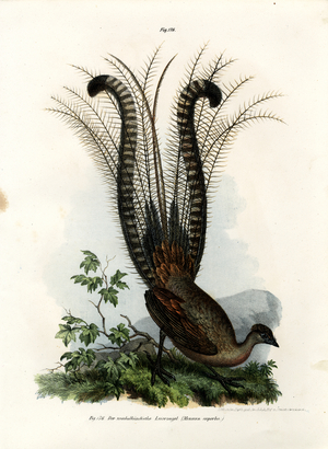 Superb Lyrebird, 1864 (colour litho)