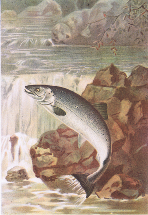 A Salmon Leap, Nature in Britain published by Collins, 1946 (colour litho)