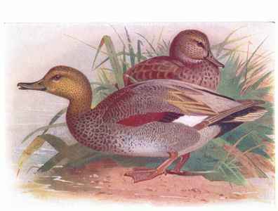 Gadwall (colour litho)