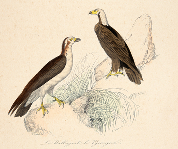 osprey and eagle, 18th century (Engraving)